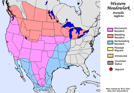 Western Meadowlark - Species Range Map