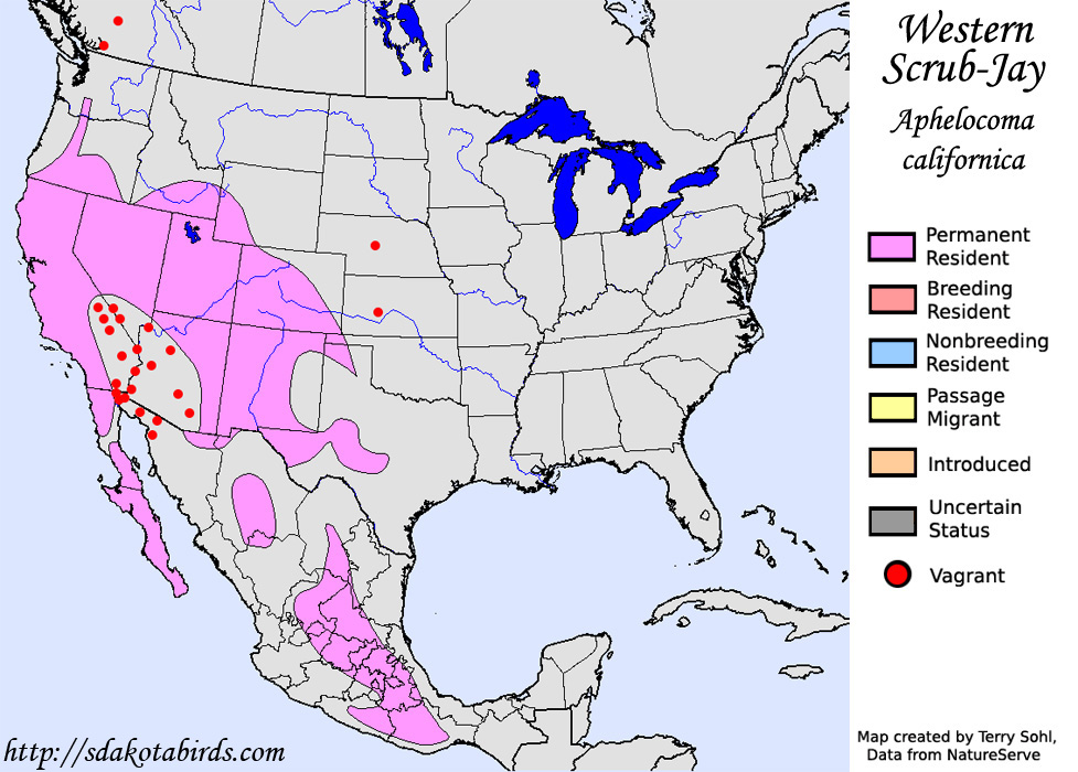 Western Scrub-Jay - North American Range Map