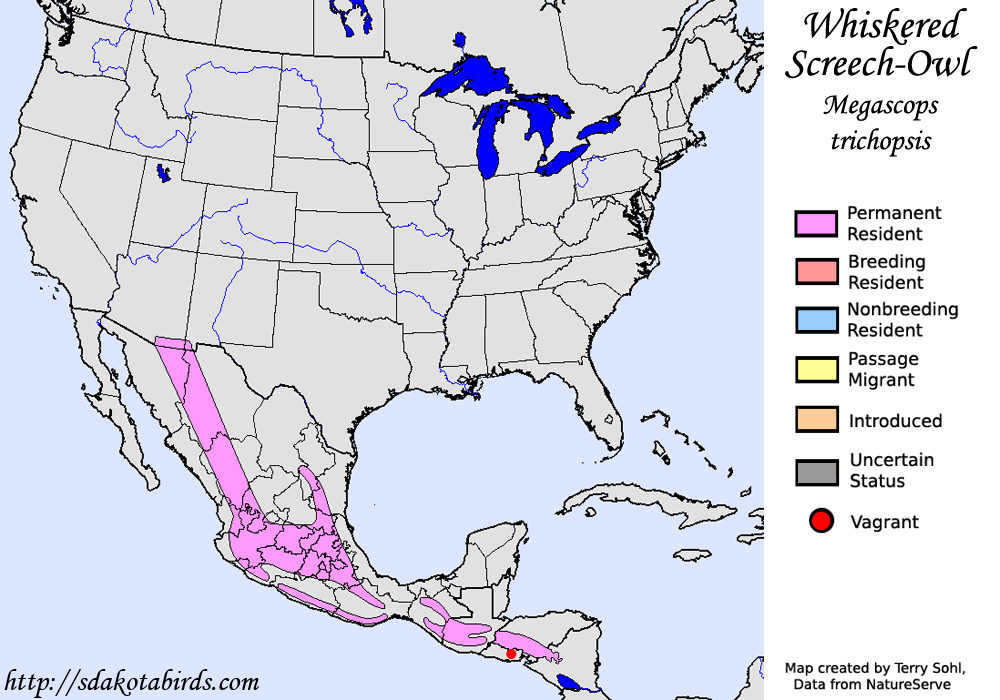 Whiskered Screech-Owl - North American Range Map