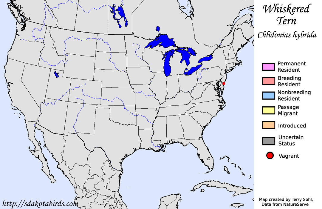 Whiskered Tern - North American Range Map