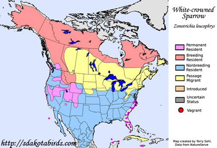 White-crowned Sparrow - North American Range Map