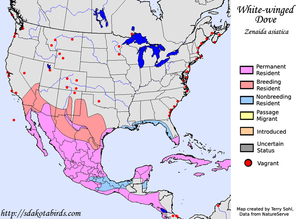 Whitewinged Dove Species Range Map