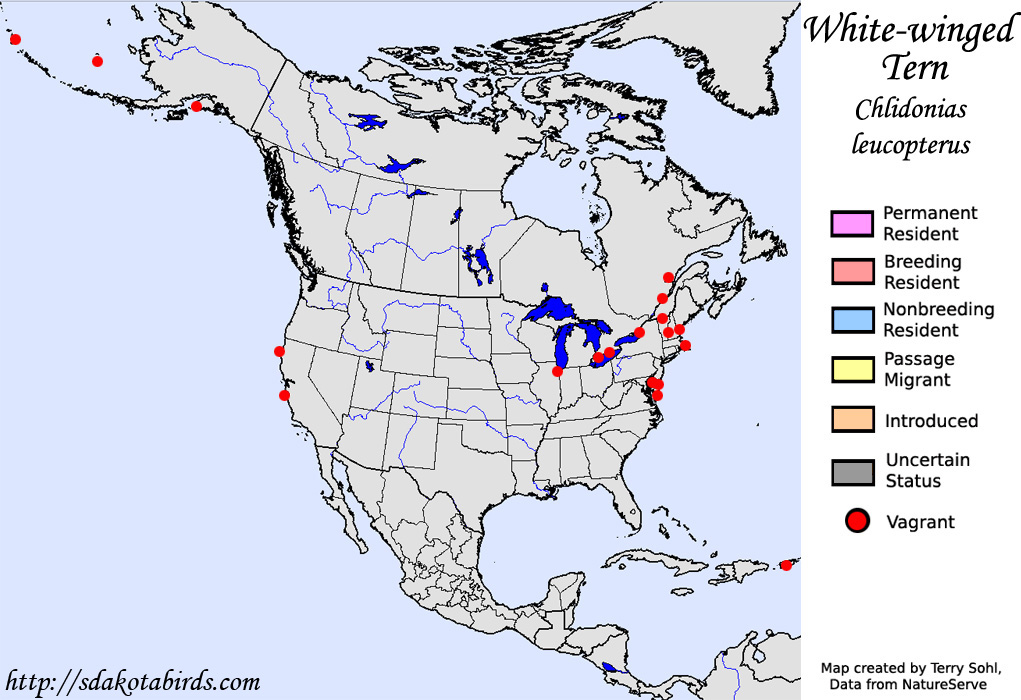 White-winged Tern - North American Range Map