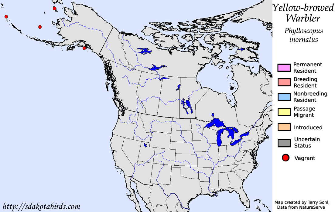 Yellow-browed Warbler - North American Range Map