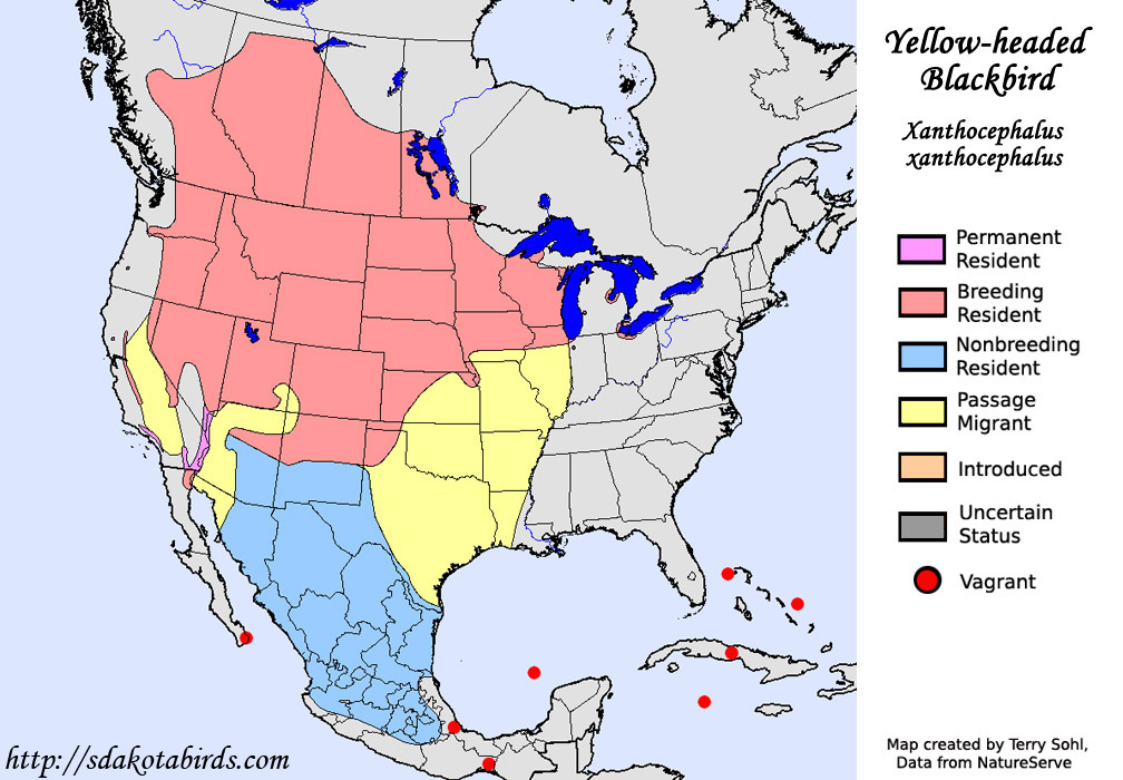 Yellow-headed Blackbird - Species Range Map
