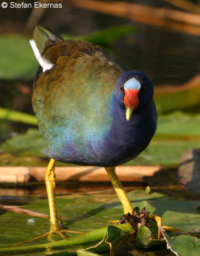 Purple Gallinule - Porphyrula martinica