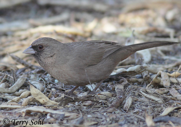 Abert's Towhee - Melozone aberti