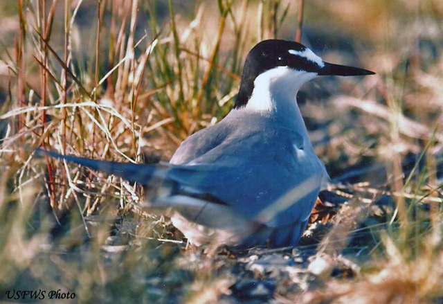 Aleutian Tern - Onychoprion aleuticus