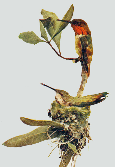 Allen's Hummingbird - Selasphorus sasin