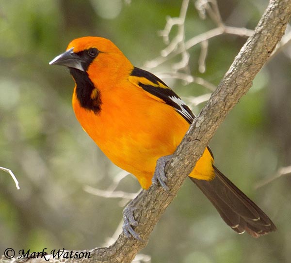 Orange Oriole - eBird