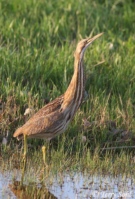 American Bittern - Botaurus lentiginosus