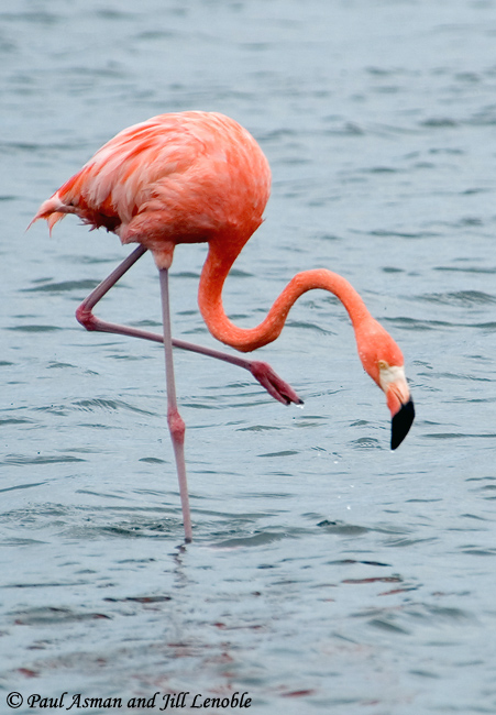 American Flamingo - Phoenicopterus ruber