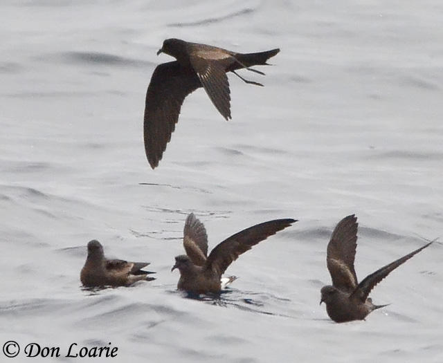 Ashy Storm-Petrel - Range Map