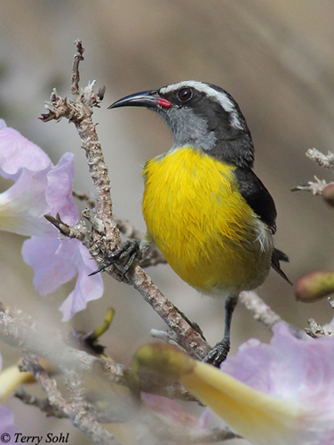 Bananaquit - Coereba flaveola