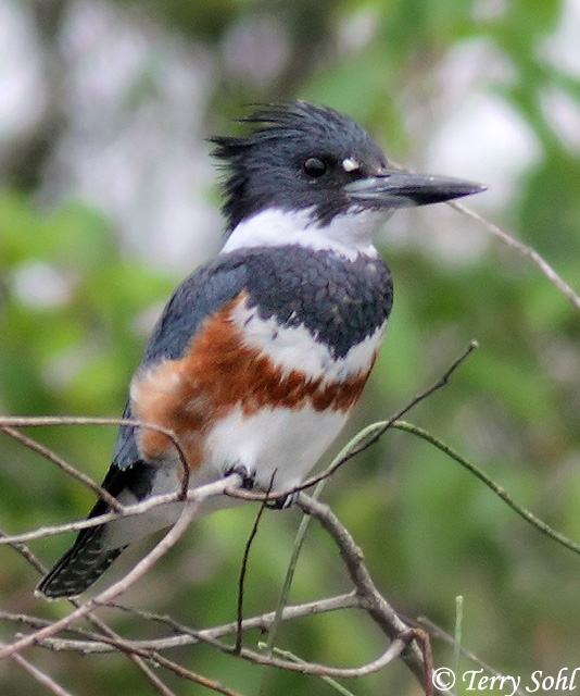 Belted Kingfisher - South Dakota Birds and Birding