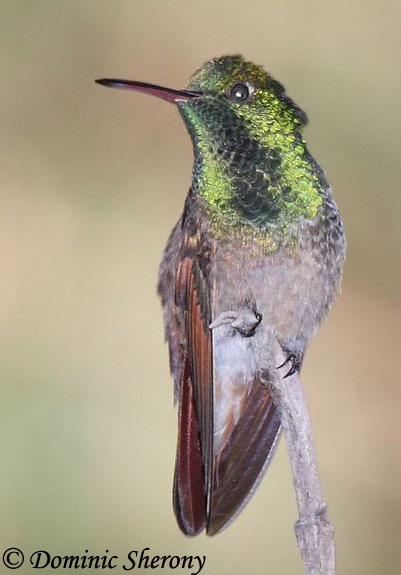 Berylline Hummingbird - Amazilia beryllina