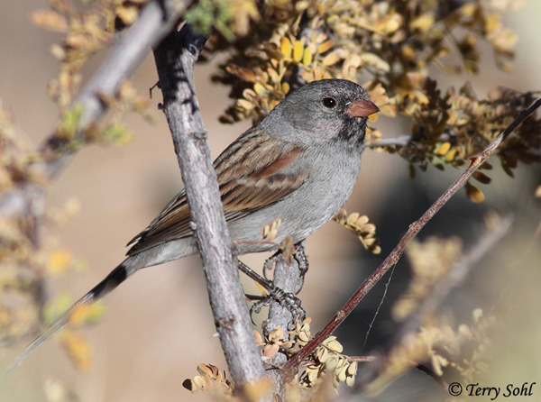 Black-chinned Sparrow - Spizella atrogularis