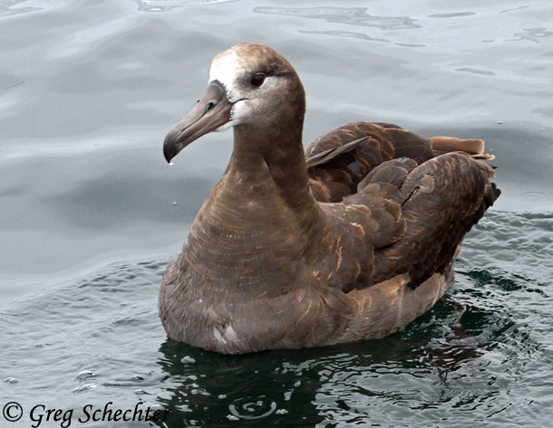 Black-footed Albatross - Phoebastria nigripes