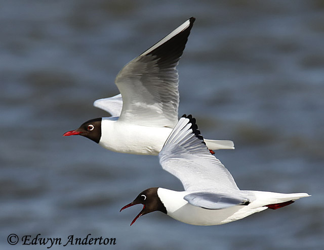 Black-headed Gull - Chroicocephalus ridibundus