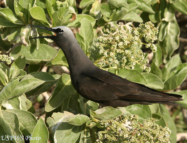 Black Noddy - Anous minutus