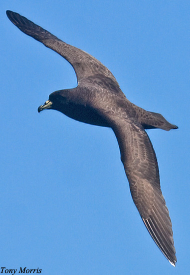 Parkinson's Petrel - Procellaria parkinsoni