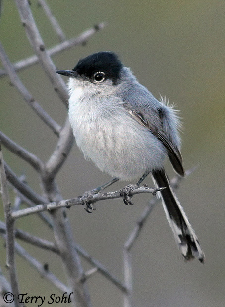 Black-tailed Gnatcatcher - Polioptila melanura