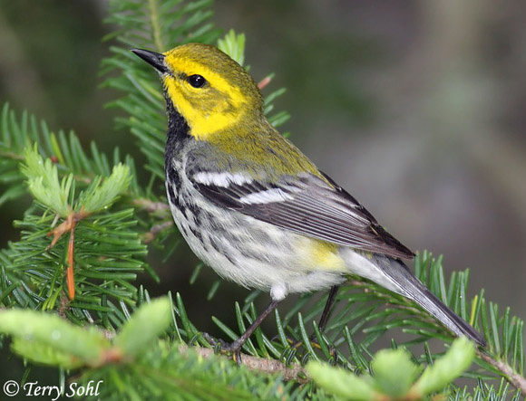 Black-throated Green Warbler - South Dakota Birds and Birding