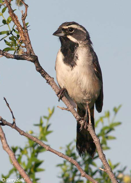 Black-throated Sparrow - Amphispiza bilineata