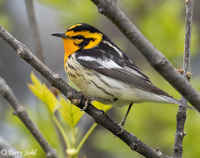 blackburnian warbler flying