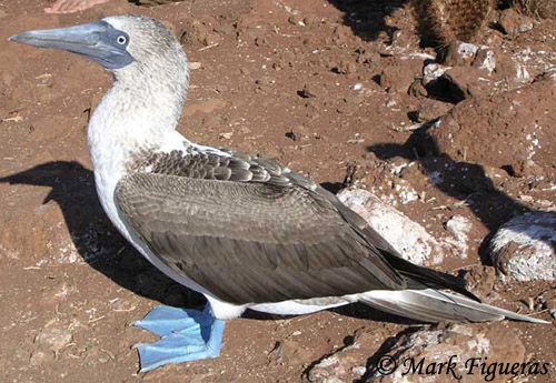 Similar Species to Blue-footed Booby, All About Birds, Cornell Lab