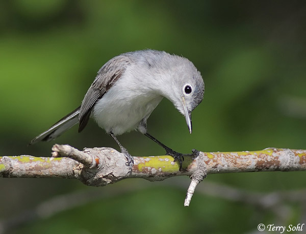 Blue-Gray Gnatcatcher - Polioptila caerulea