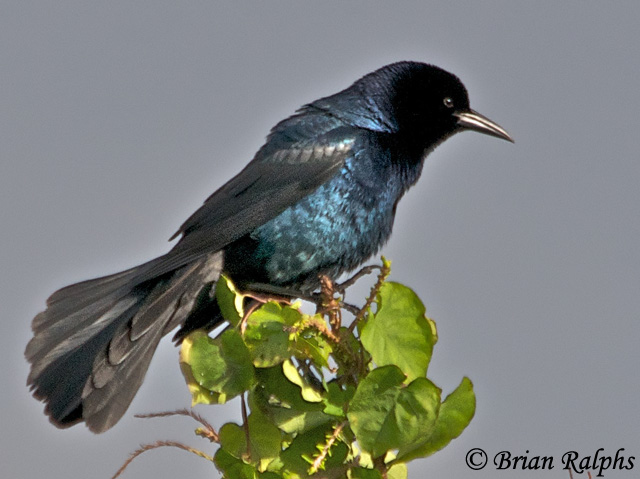 Boat-tailed Grackle - Quiscalus major