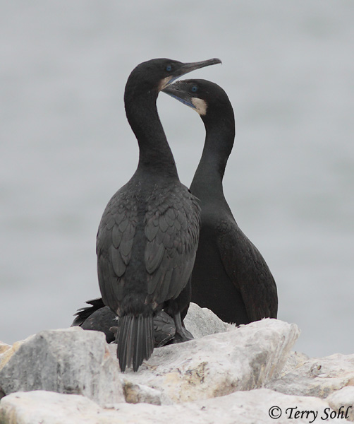 Brandt's Cormorant -  Phalacrocorax penicillatus