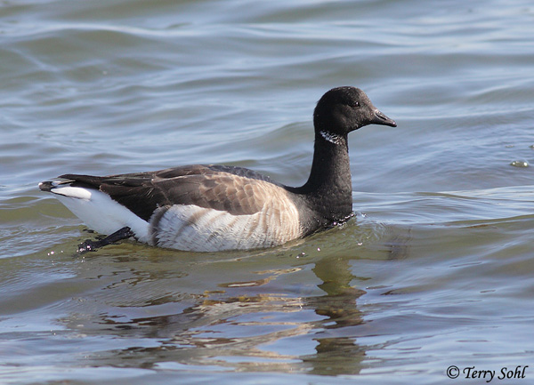 Canada Goose - eBird