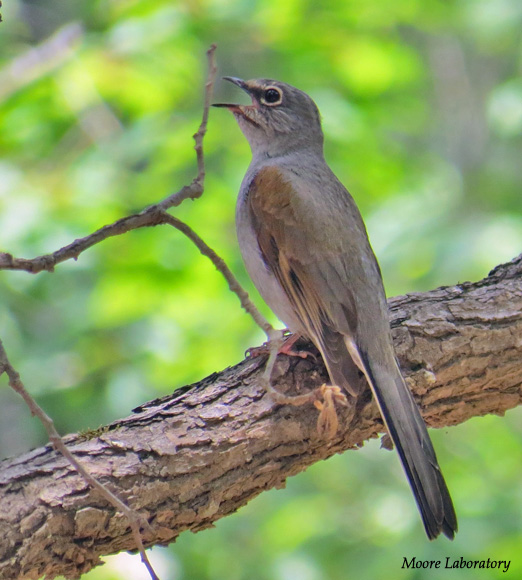 Brown-backed Solitaire - Myadestes occidentalis