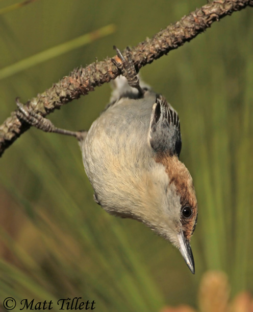 Brown-headed Nuthatch - Sitta pusilla