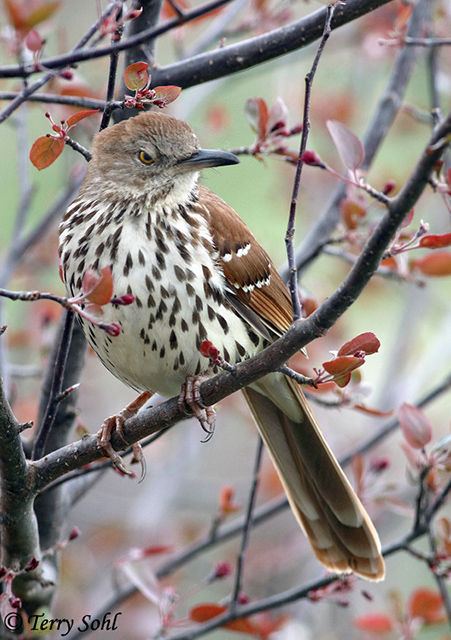 Brown Thrasher -  Toxostoma rufum