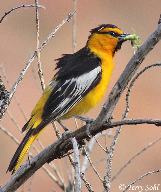 Bullock's Oriole - Icterus bullockii