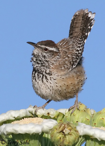 Cactus Wren - Campylorhynchus brunneicapillus