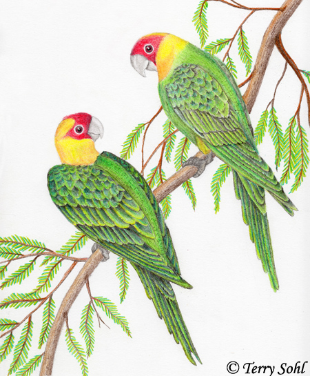 Carolina Parakeet - Conuropsis carolinensis