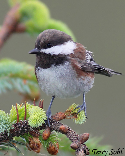 Chestnut-backed Chickadee - Poecile rufescens