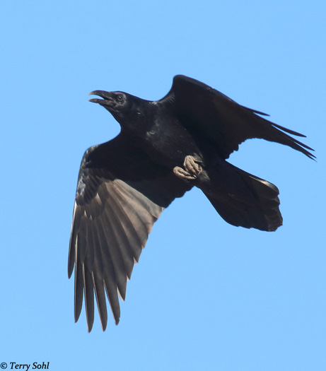 Chihuahuan Raven - Corvus cryptoleucus