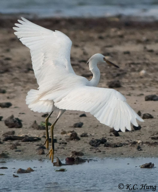 Chinese Egret - eBird