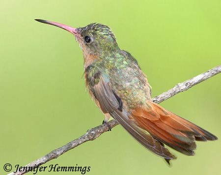 Cinnamon Hummingbird - Amazilia rutilla