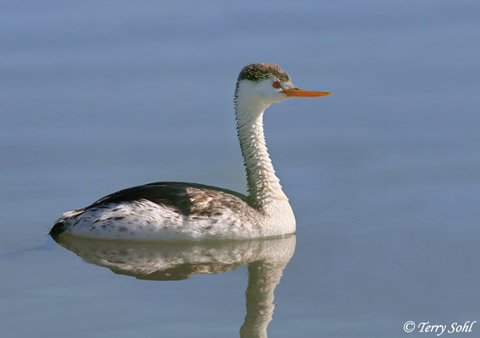 Clark's Grebe - Aechmophorus clarkii