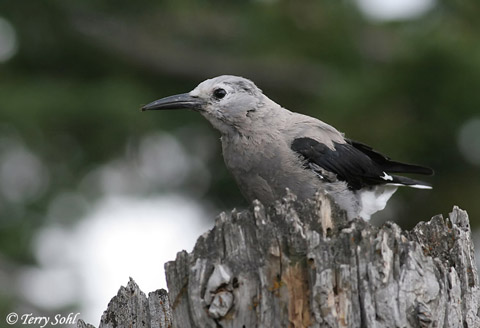 Clark's Nutcracker - Nucifraga columbiana