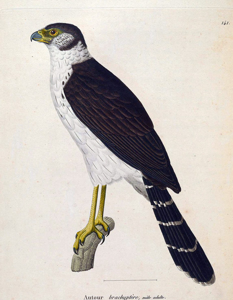 Collared Forest Falcon - Micrastur semitorquatus
