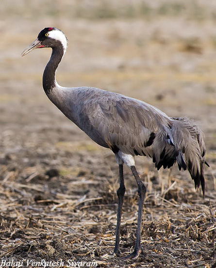 Common Crane - Grus grus