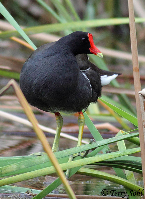 Common Moorhen - Gallinula chloropus