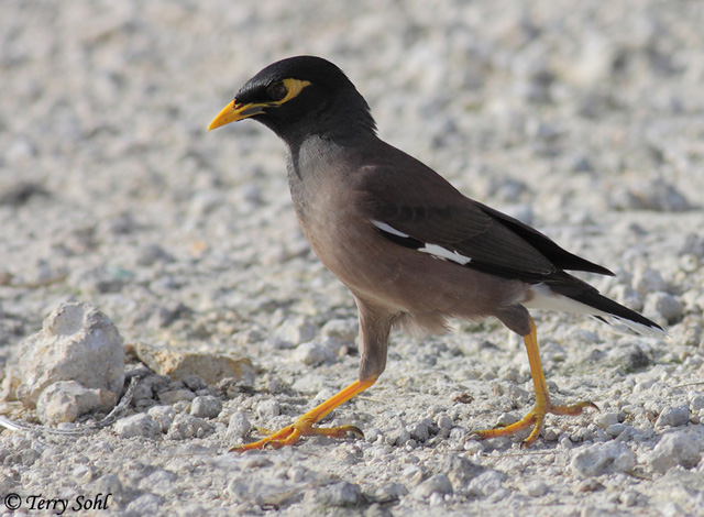 Common Myna - Acridotheres tristis